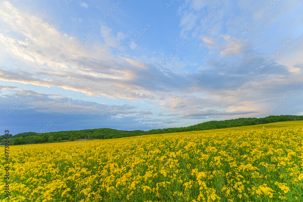 安平町の菜の花畑 安平町の菜の花畑