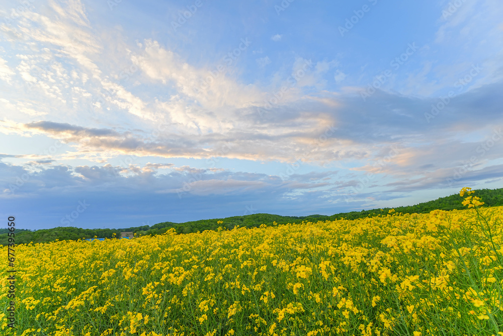 安平町の菜の花畑 安平町の菜の花畑