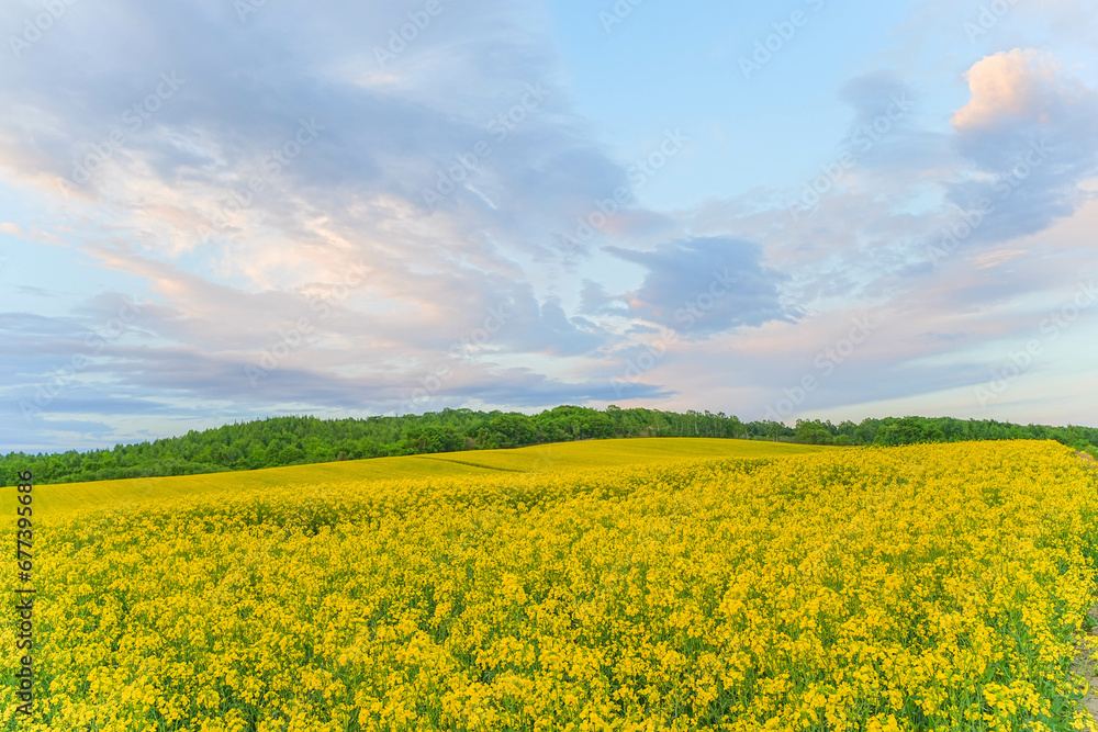 安平町の菜の花畑