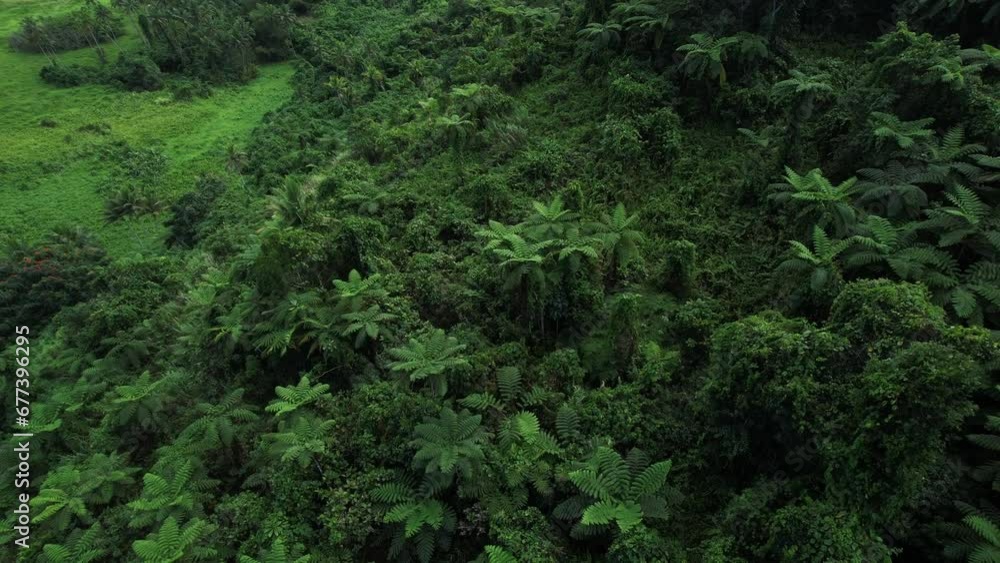 Aerial top down view of tropical jungle green rainforest. Bird eye view of Green exotic wilderness landscape. Travel tourism concept. Drone shot of thick brazil Costa Rica Fiji forest. Wild place Aerial top down view of tropical jungle green rainforest. Bird eye view of Green exotic wilderness landscape. Travel tourism concept. Drone shot of thick brazil Costa Rica Fiji forest. Wild place
