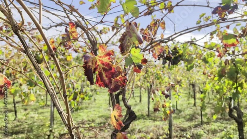 autunno in salento - vento che soffia sulle foglie del vigneto in autunno - Italy, Apulia photo