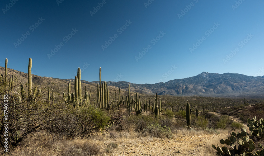 Saguaro Cactus Flank Hope Camp Trail Toward The Rincon Mountains