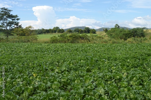 green vegetable in a field