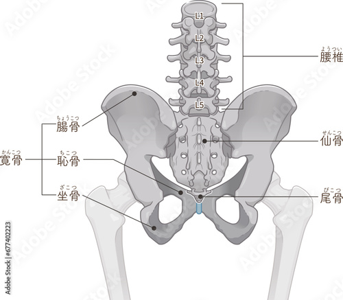 骨盤、pelvis、腰椎、lumbar vertebrae、大腿骨、femur、骨折、fractura、股関節、イラスト、illustration