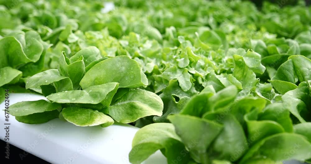 Salad farm vegetable green oak lettuce. Close up fresh organic hydroponic vegetable plantation produce green salad hydroponic cultivate farm. Green oak lettuce salad in green Organic plantation Farm Salad farm vegetable green oak lettuce. Close up fresh organic hydroponic vegetable plantation produce green salad hydroponic cultivate farm. Green oak lettuce salad in green Organic plantation Farm