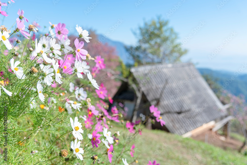 White Pastel flower floral soft nature blossom blurred background. White flowers romance botanical bloom spring season. Soft sunlight petals plant in beautiful garden. Romantic Backdrop template White Pastel flower floral soft nature blossom blurred background. White flowers romance botanical bloom spring season. Soft sunlight petals plant in beautiful garden. Romantic Backdrop template