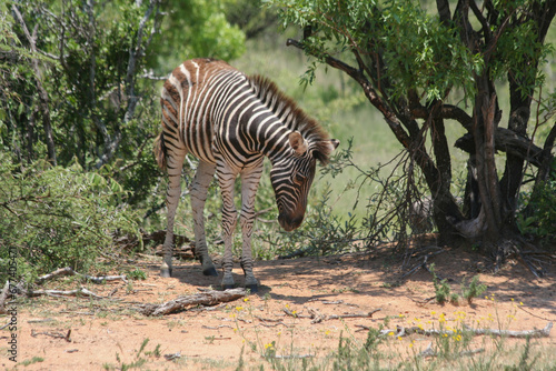 Zebra Huftier herde streifen schwarz weis Steppe safari s  dafrika tierrreich artenvielfalt artenerhalt artenschutz naturschutz wildnis 