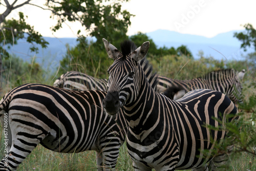 Zebra Huftier herde streifen schwarz weis Steppe safari südafrika tierrreich artenvielfalt artenerhalt artenschutz naturschutz wildnis  © Lights nature & more