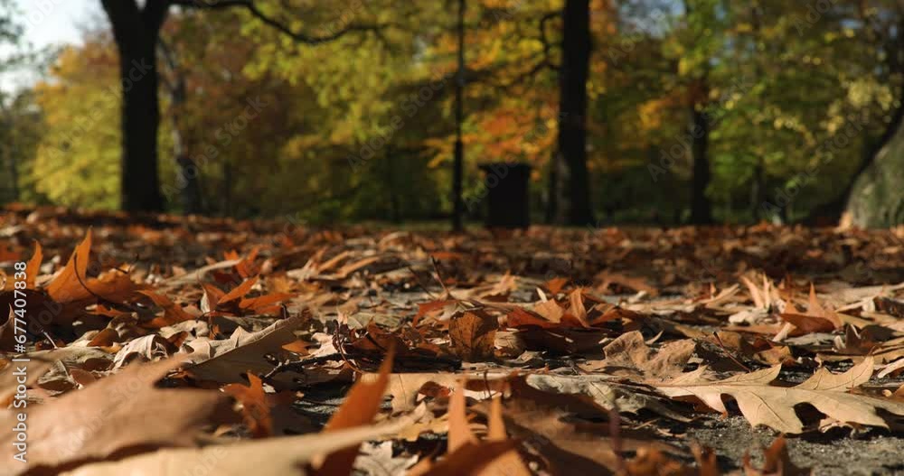 Slow motion, low angle, man walking through park in blurry background, colorful leaves falling from trees, sunny autumn day, autumn, fall season Slow motion, low angle, man walking through park in blurry background, colorful leaves falling from trees, sunny autumn day, autumn, fall season