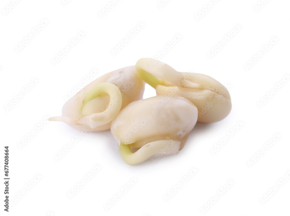 Three sprouted kidney beans isolated on white Three sprouted kidney beans isolated on white