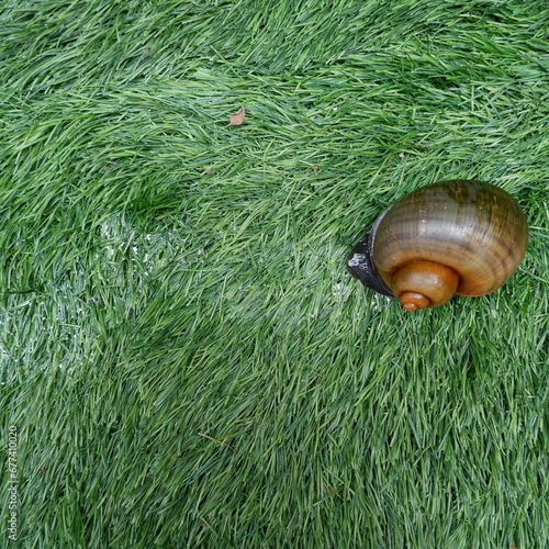 A brown snail crawling on a synthetic grass