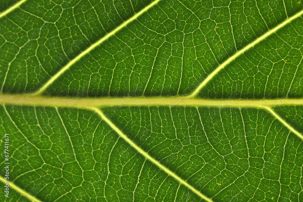 Texture of green leaf as background, macro photo Texture of green leaf as background, macro photo