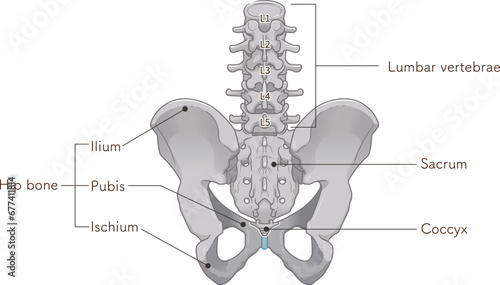 骨盤、pelvis、腰椎、lumbar vertebrae、大腿骨、femur、骨折、fractura、イラスト、illustration photo