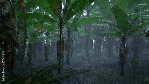 Rain falling in the banana garden in the morning in the countryside