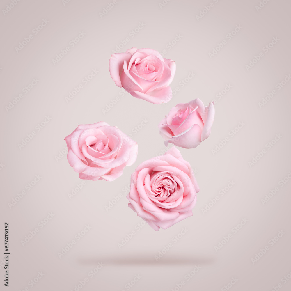 Fototapeta premium Beautiful pink roses falling on dusty beige background