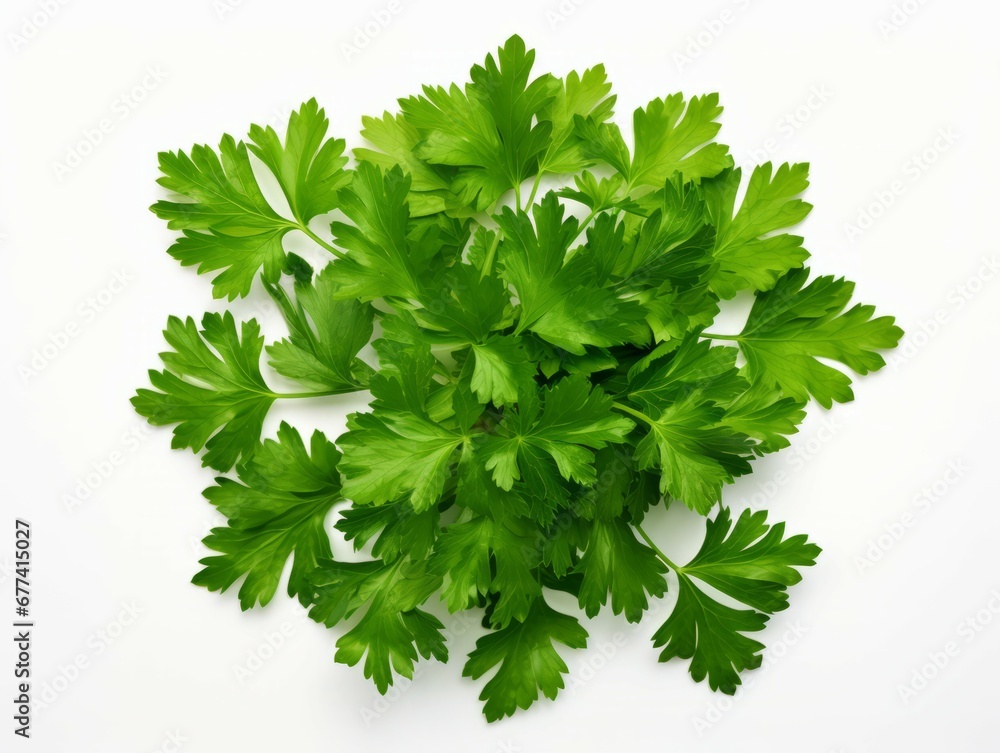 Isolated parsley herb on white background viewed from the top Isolated parsley herb on white background viewed from the top