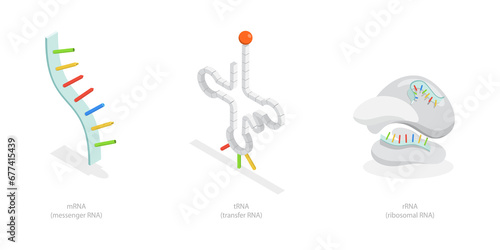 3D Isometric Flat  Conceptual Illustration of Types Of RNA, Anatomical and Medical Labeled Scheme photo