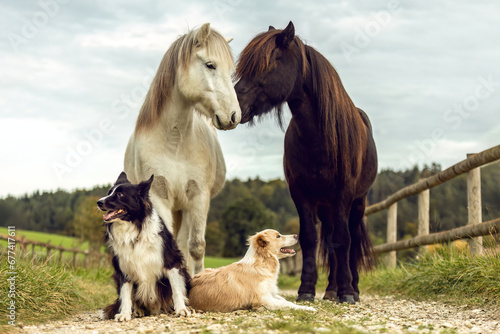 Two border collie dogs sitting in front of two icelandic horses in autumn outdoors, animal friendship