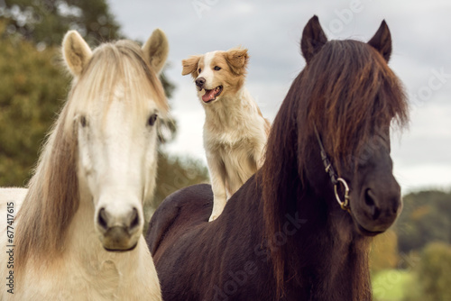 A cute border collie puppy dog sits on a beautiful icelandic horse in autumn outdoors, horse and dog concept