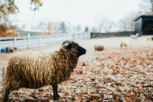 sheep in a field