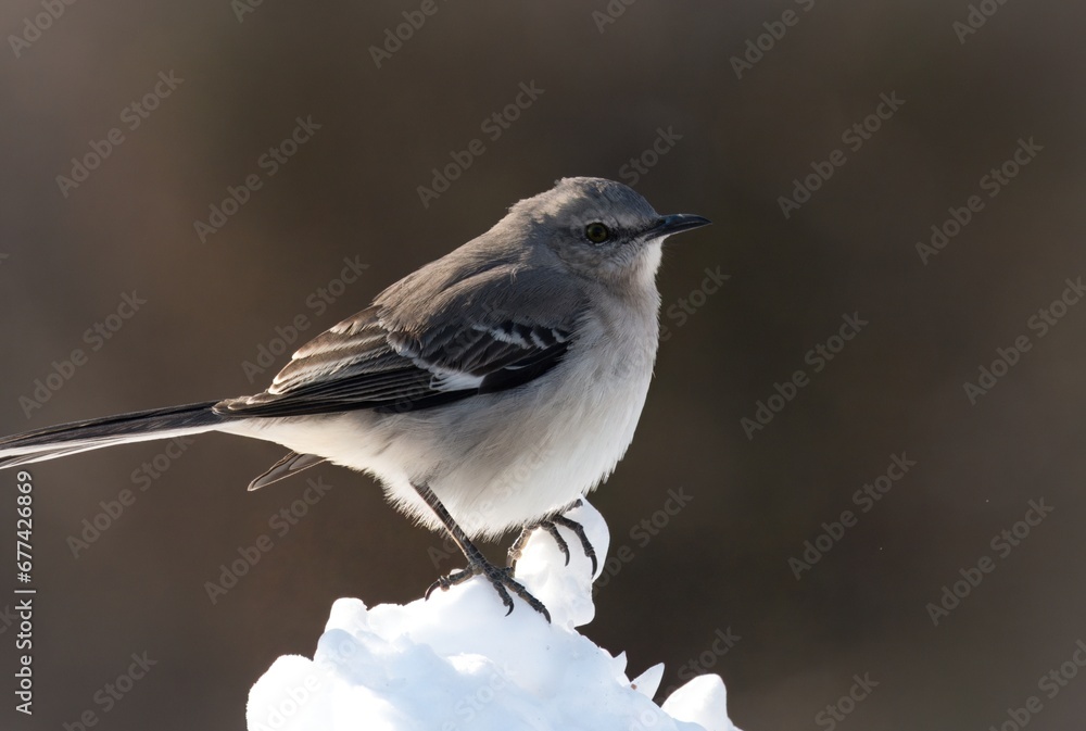 The northern mockingbird is known for its intelligence. The northern mockingbird is known for its mimicking ability, as reflected by the meaning of its scientific name. The northern mockingbird is known for its intelligence. The northern mockingbird is known for its mimicking ability, as reflected by the meaning of its scientific name.