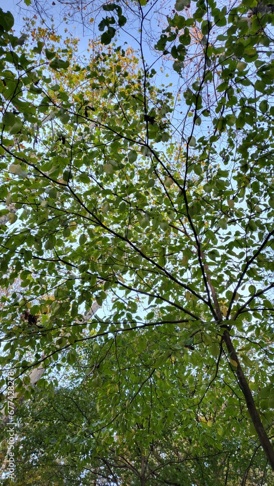 nature forest tree leaf outdoor nature forest tree leaf outdoor
