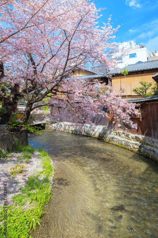 Shinbashi dori in Kyoto, Japan with Shira-kawa river during beautiful full bloom cherry blossom in spring