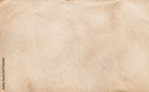 Light brown texture of buffalo animal hair background photo