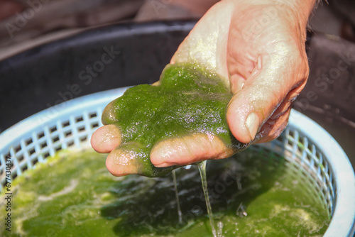 Spirogyra or wet green algae zygnematales in Asian man hand top view background prepare for Thai cooking local food photo
