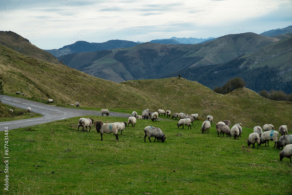 Flock of Latxas or Manech sheep in the green mountains of the Pyrenees of the French Basque country and Spain, autochthonous breed of the region. 
