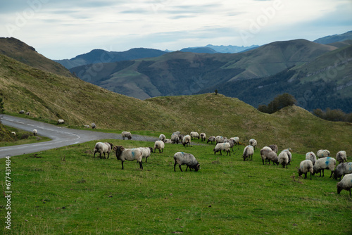 Flock of Latxas or Manech sheep in the green mountains of the Pyrenees of the French Basque country and Spain, autochthonous breed of the region.  © Michael