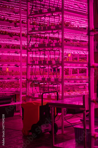 Indoor vertical grow racks full of greens. Beet microgreens growing hydroponically without soil under LED grow lights. Hydroponic gardening and vertical farming technology concept 