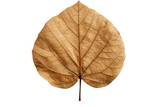 a dried leaf, transparent background, isolated image, generative AI