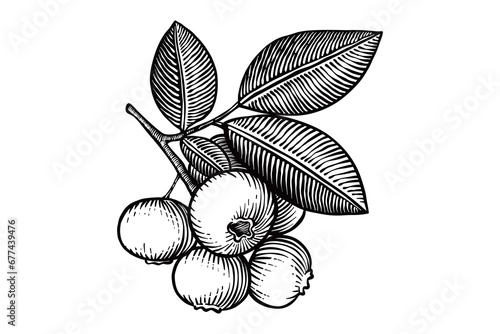 bluebary illustration with engraving technique, black and white