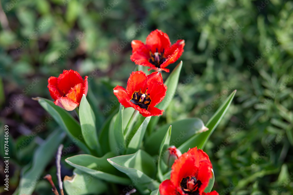 Flowerbed with beautiful blooming tulips in the garden. Spring vegetable garden and flowers. Flowerbed with beautiful blooming tulips in the garden. Spring vegetable garden and flowers.