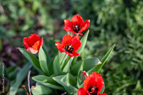 Flowerbed with beautiful blooming tulips in the garden. Spring vegetable garden and flowers.