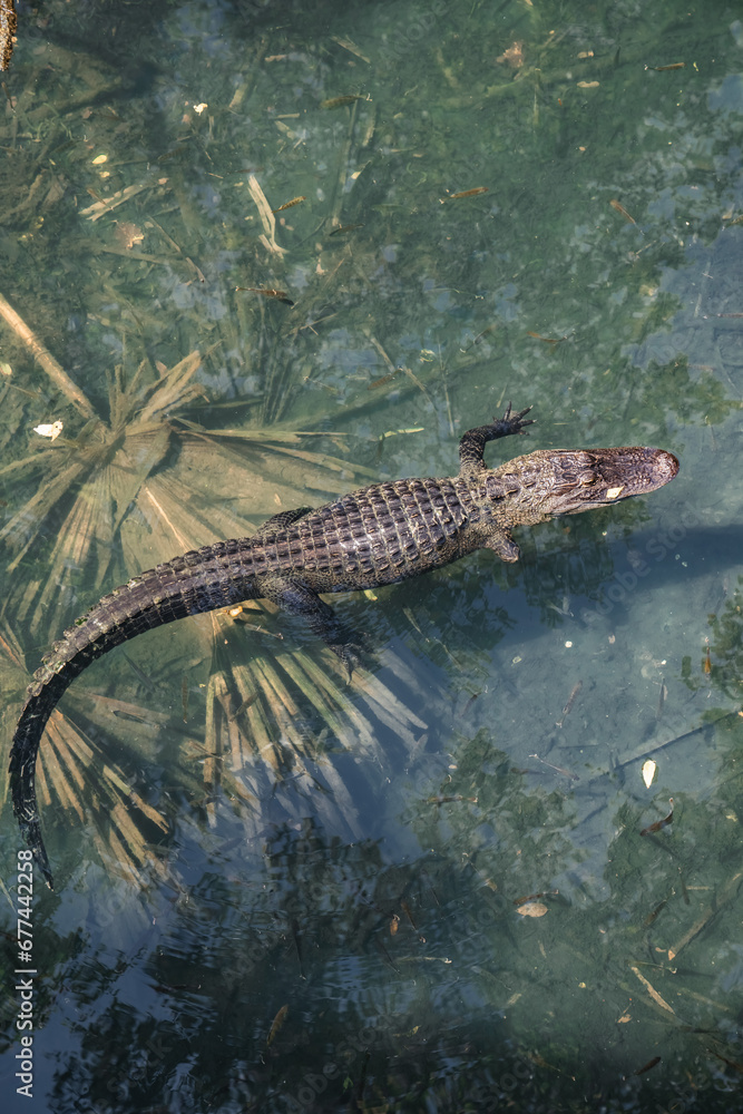 crocodile in the water crocodile in the water