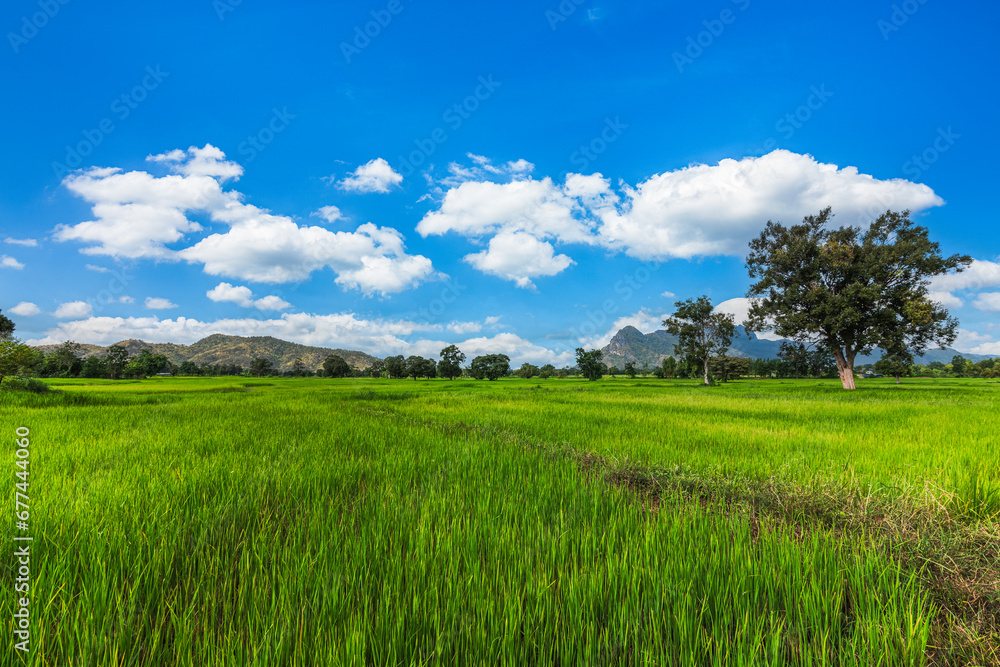 The rice fields are full, waiting to be harveste under blue sky. Farm, Agriculture concept. The rice fields are full, waiting to be harveste under blue sky. Farm, Agriculture concept.