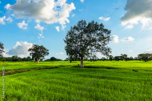 The rice fields are full, waiting to be harveste under blue sky. Farm, Agriculture concept. © Charnchai saeheng
