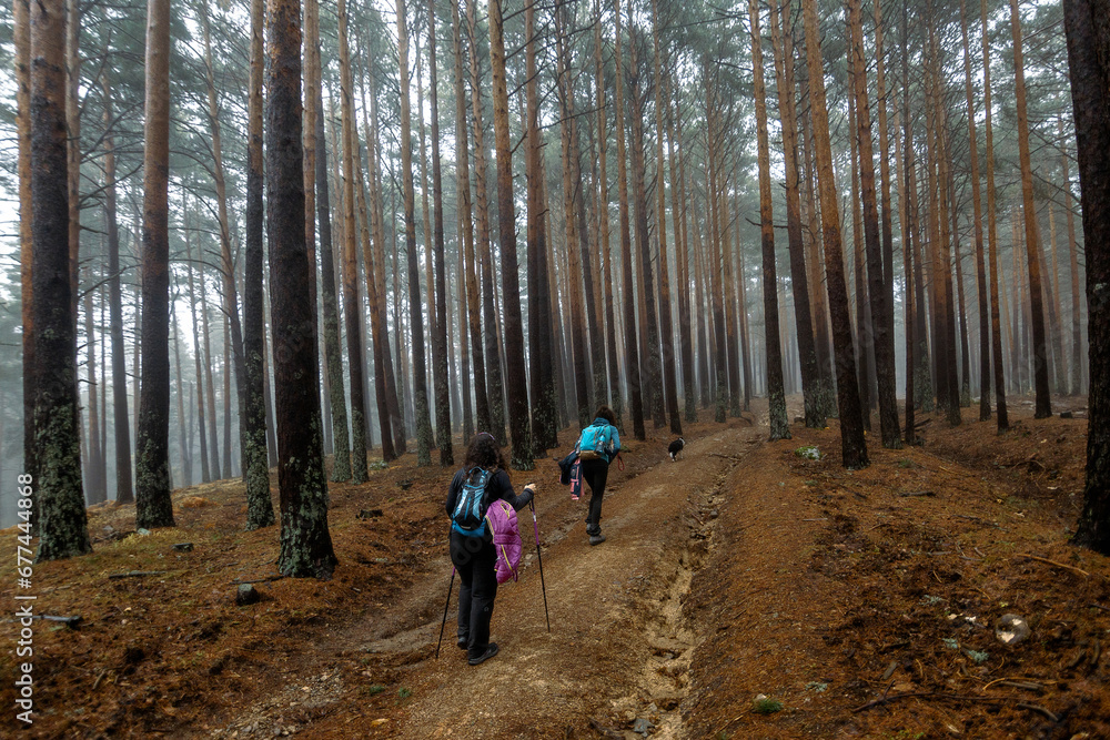 People walking through the Valsain forest, Segovia, National Park, Sierra de Guadarrama People walking through the Valsain forest, Segovia, National Park, Sierra de Guadarrama