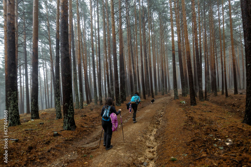 People walking through the Valsain forest, Segovia, National Park, Sierra de Guadarrama