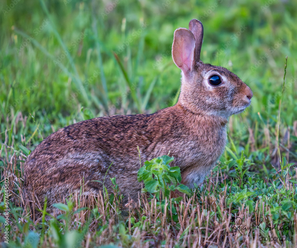 Fototapeta premium Brown Rabbit