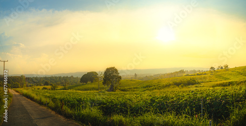 cassava and corn plantation on mountain at sunrise. Agriculture  Farm and Harvest concept.