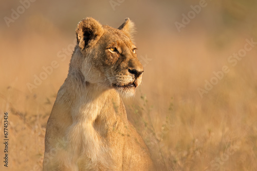 An alert lioness (Panthera leo) in natural habitat, Kruger National Park, South Africa.