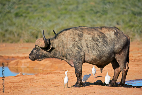 An African buffalo (Syncerus caffer) bull with cattle egrets, Addo Elephant National Park, South Africa.