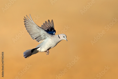 A Cape turtle dove (Streptopelia capicola) in flight with open wings, South Africa. © EcoView