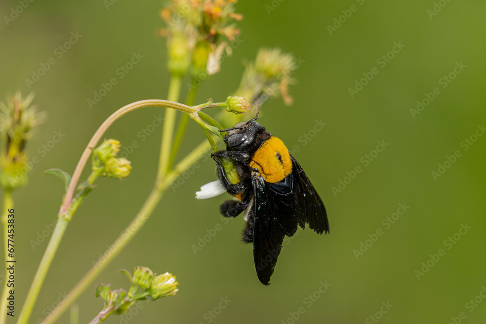 Xylocopa latipes, the broad-handed carpenter bee Xylocopa latipes, the broad-handed carpenter bee
