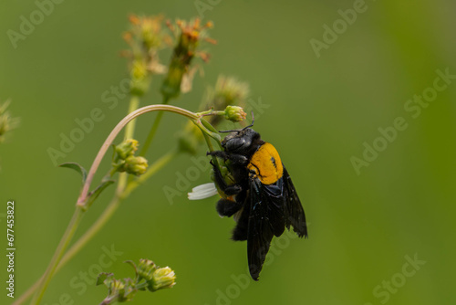 Xylocopa latipes, the broad-handed carpenter bee