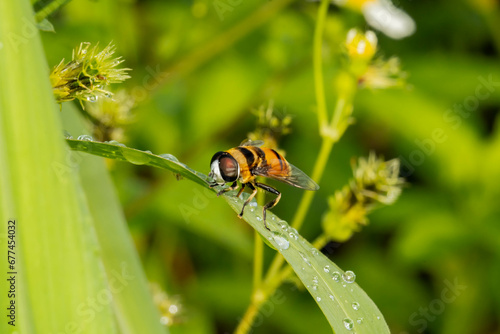 Hoverflies, also called flower flies or syrphid flies, are of the insect family Syrphidae