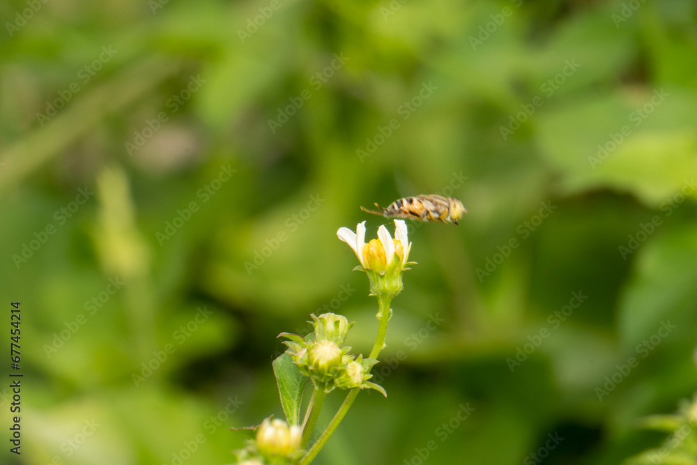 Hoverflies, also called flower flies or syrphid flies, are of the insect family Syrphidae Hoverflies, also called flower flies or syrphid flies, are of the insect family Syrphidae